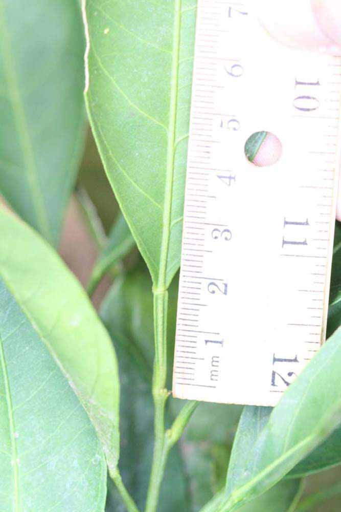              Unifoliolate leaf (Riverside, CA)       